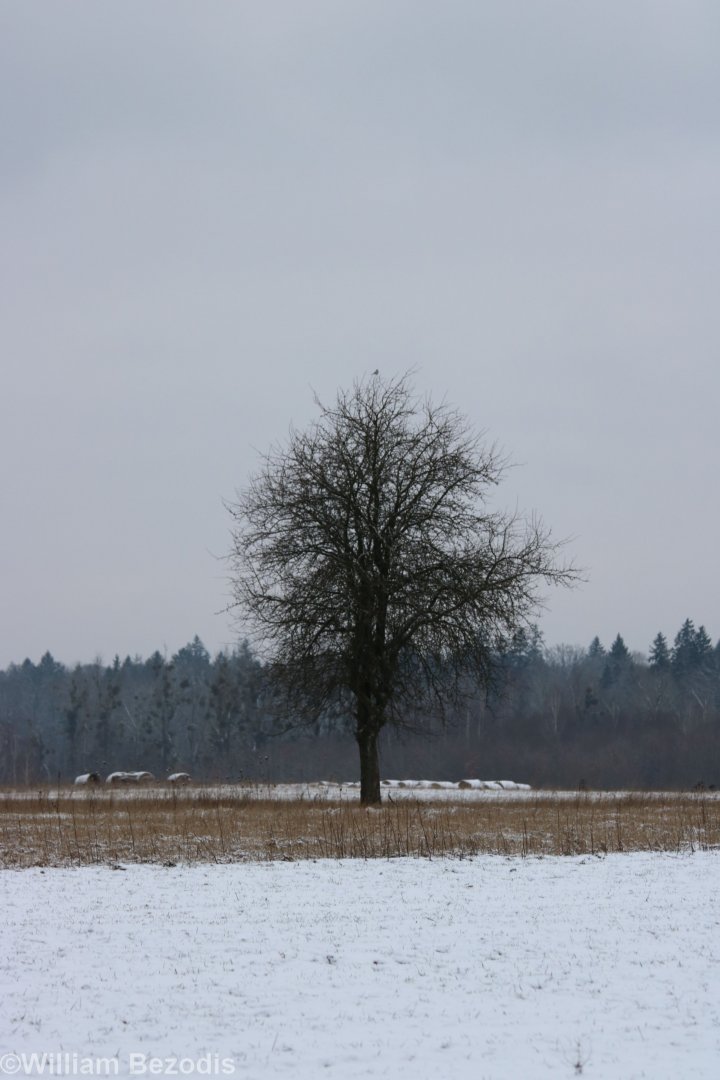 Great Grey Shrike on Treetop Perch - Bialowieza