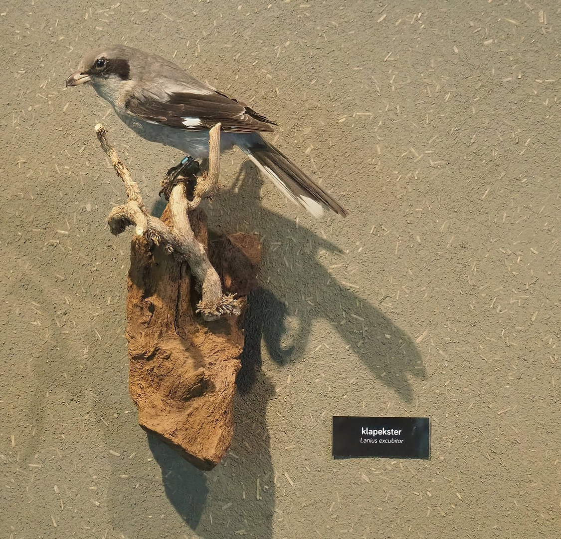 Great grey shrike specimen, 2022-08-20