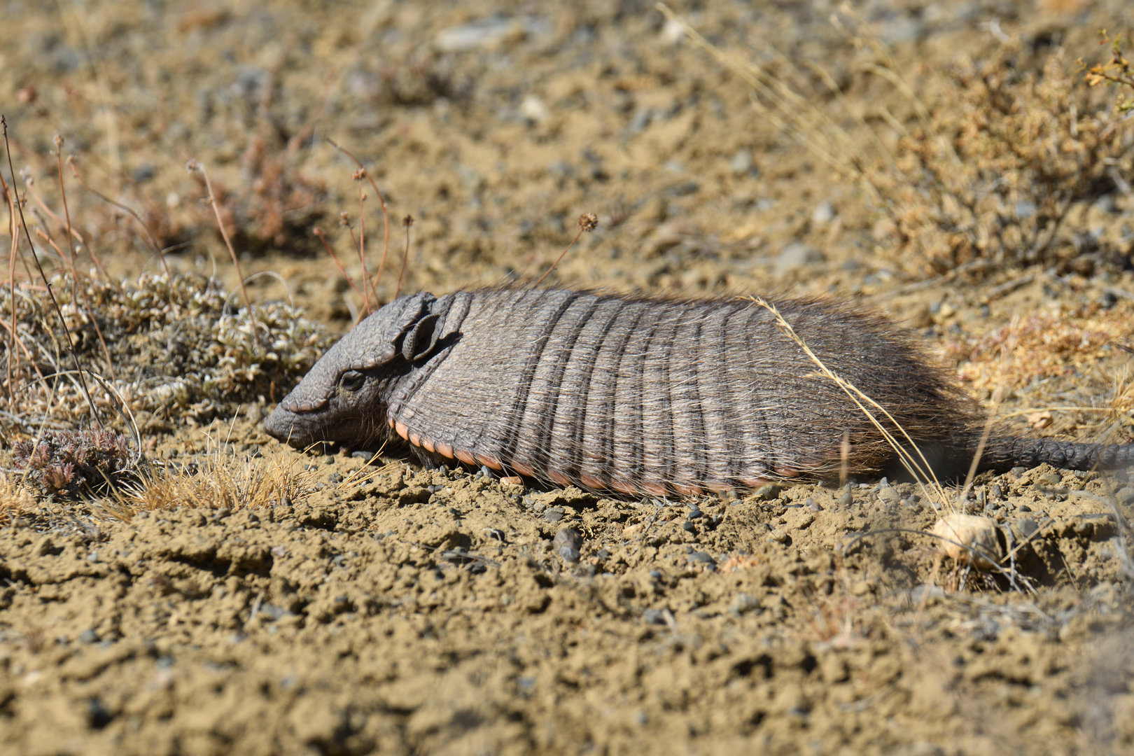 Great hairy armadillo (Chaetophractus villosus)