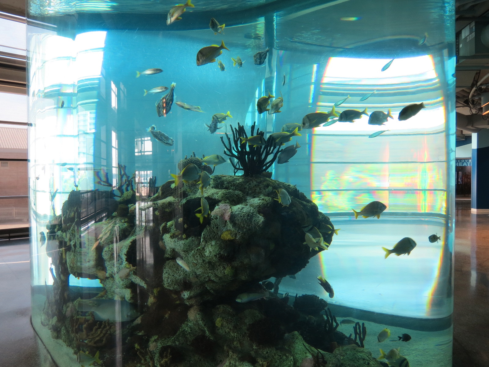 Great Hall - Column Tank