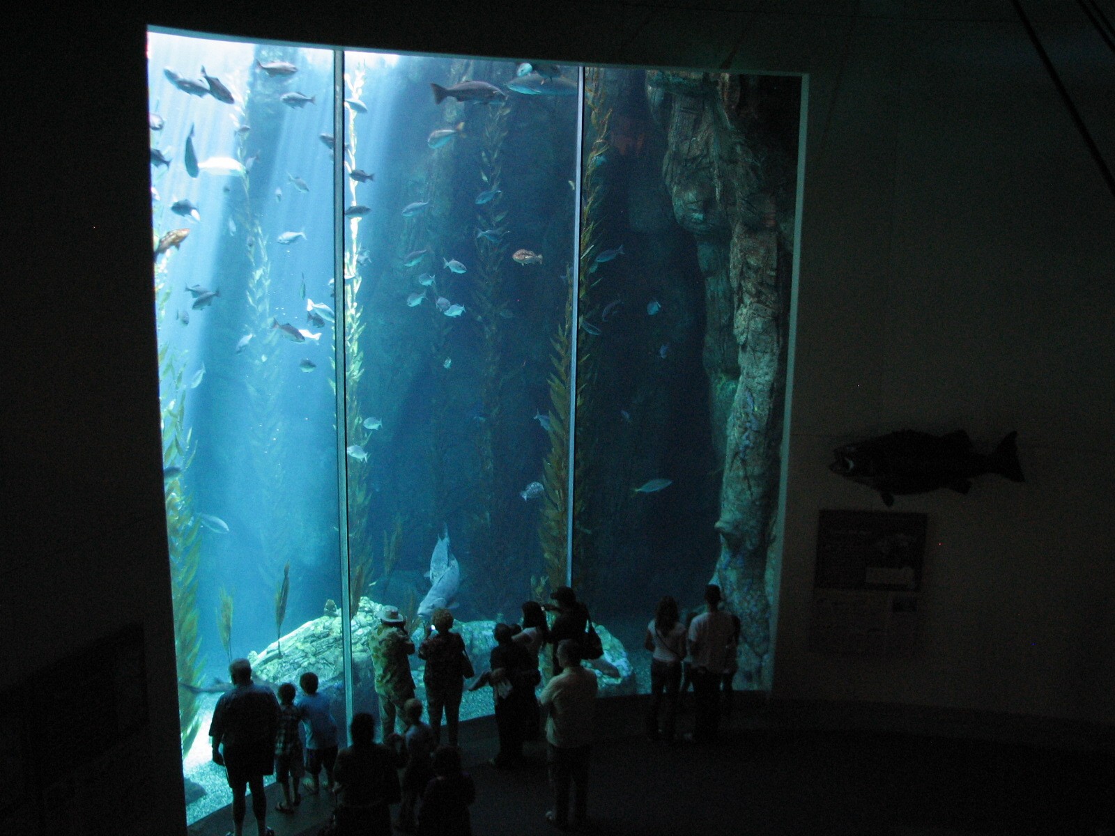 Great Hall of the Pacific - Blue Cavern during Whales Show