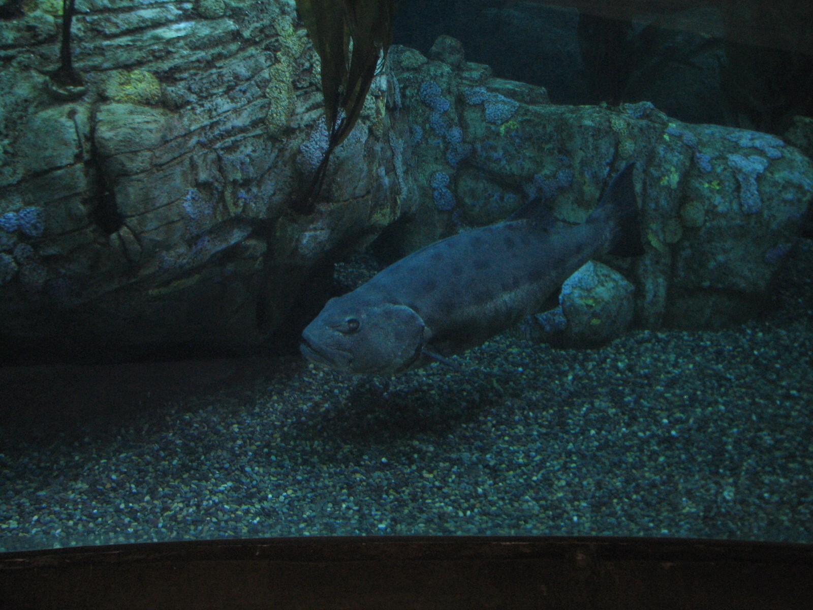 Great Hall of the Pacific - Blue Cavern - Giant Sea Bass