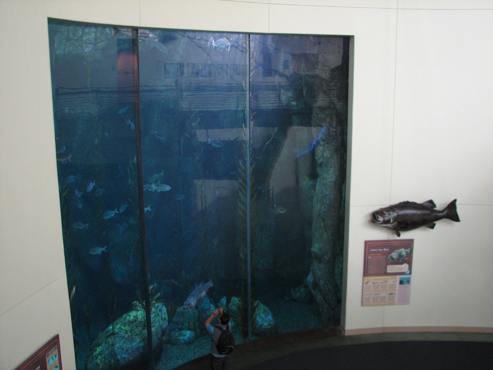 Great Hall of the Pacific - Blue Cavern