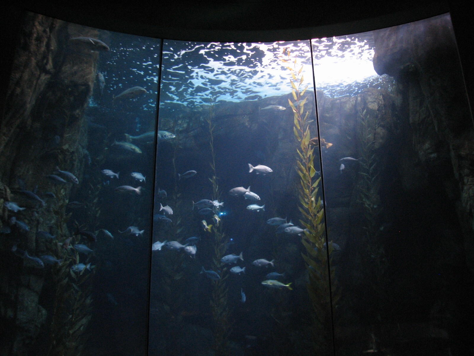 Great Hall of the Pacific - Blue Cavern