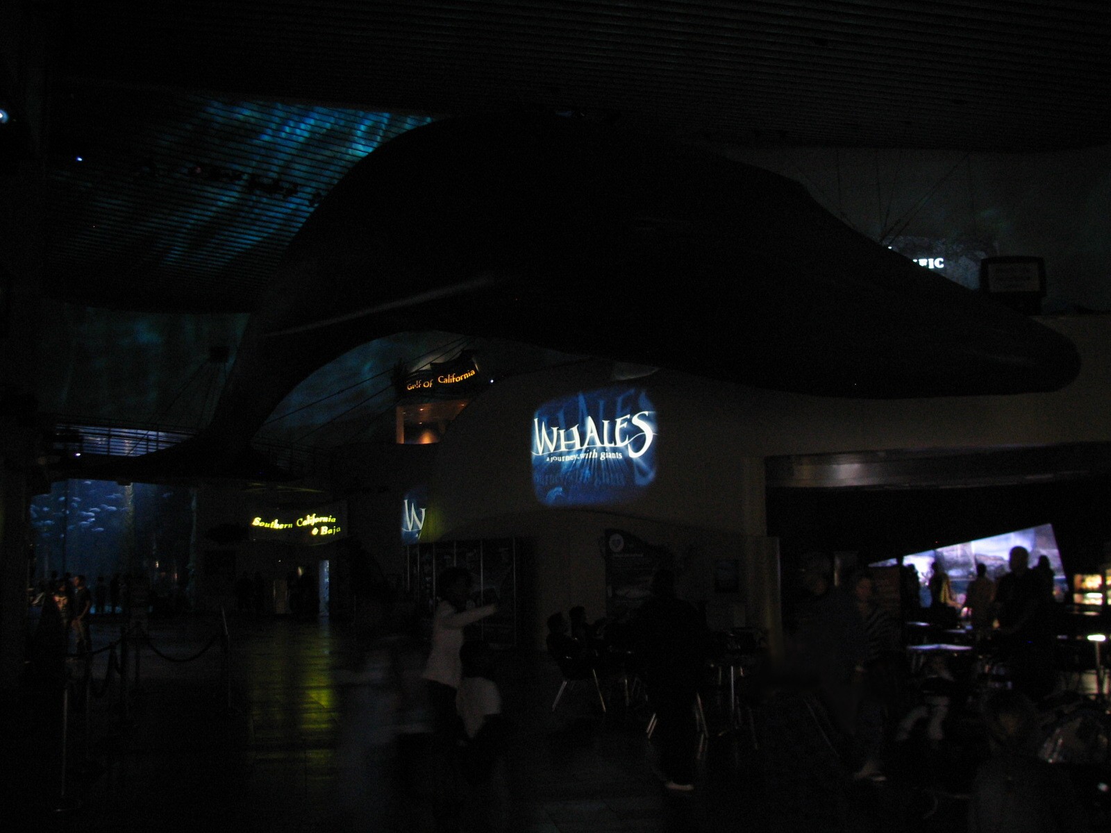 Great Hall of the Pacific - Blue Whale Model during Whales Show