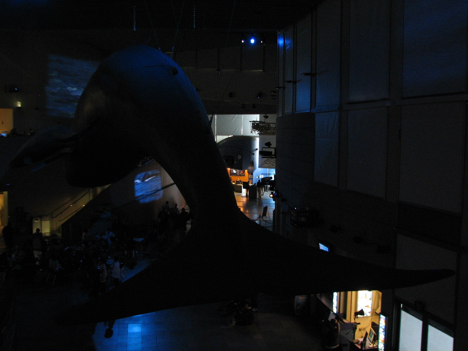 Great Hall of the Pacific - Blue Whale Model during Whales Show