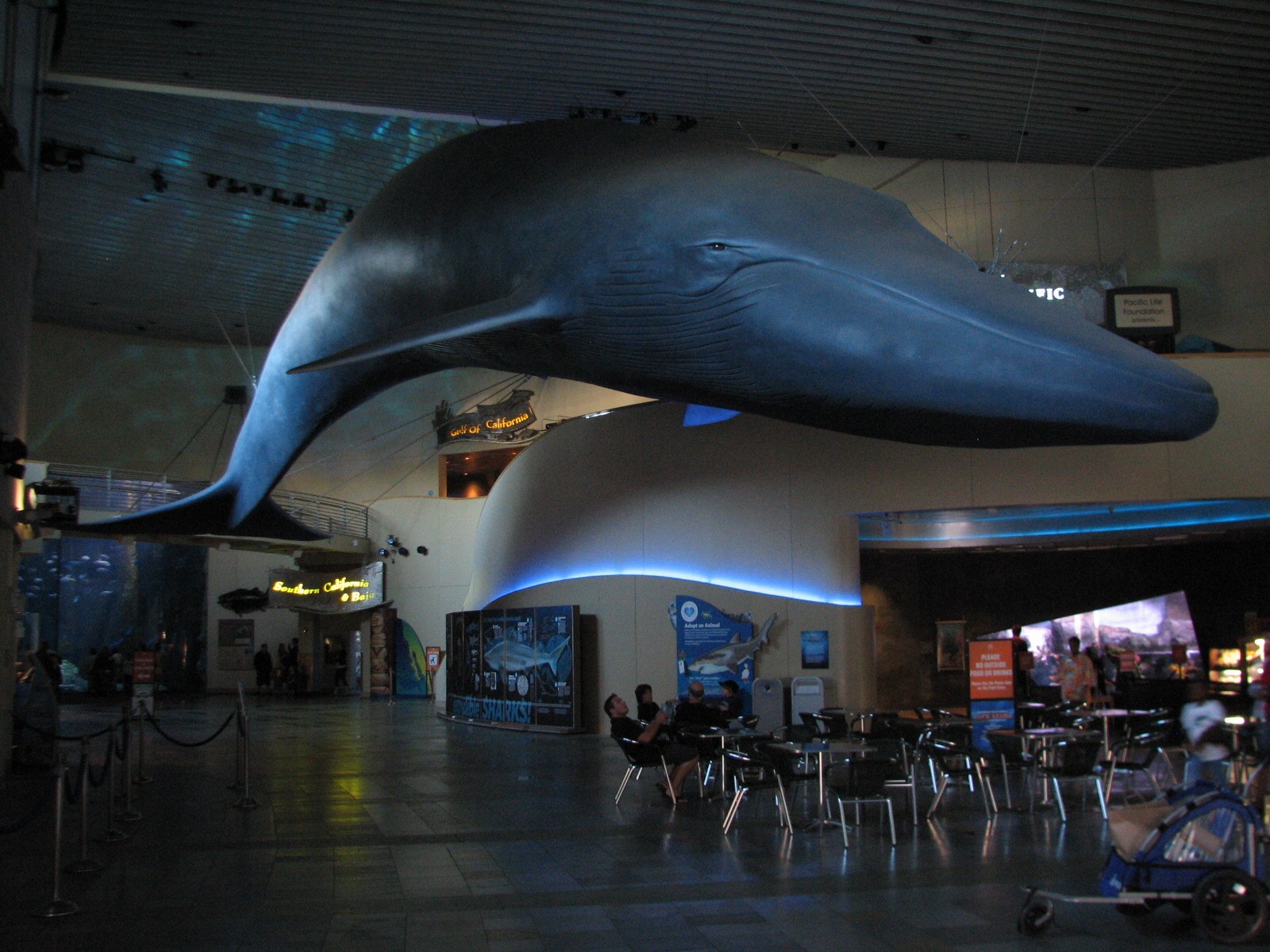 Great Hall of the Pacific - Blue Whale Model