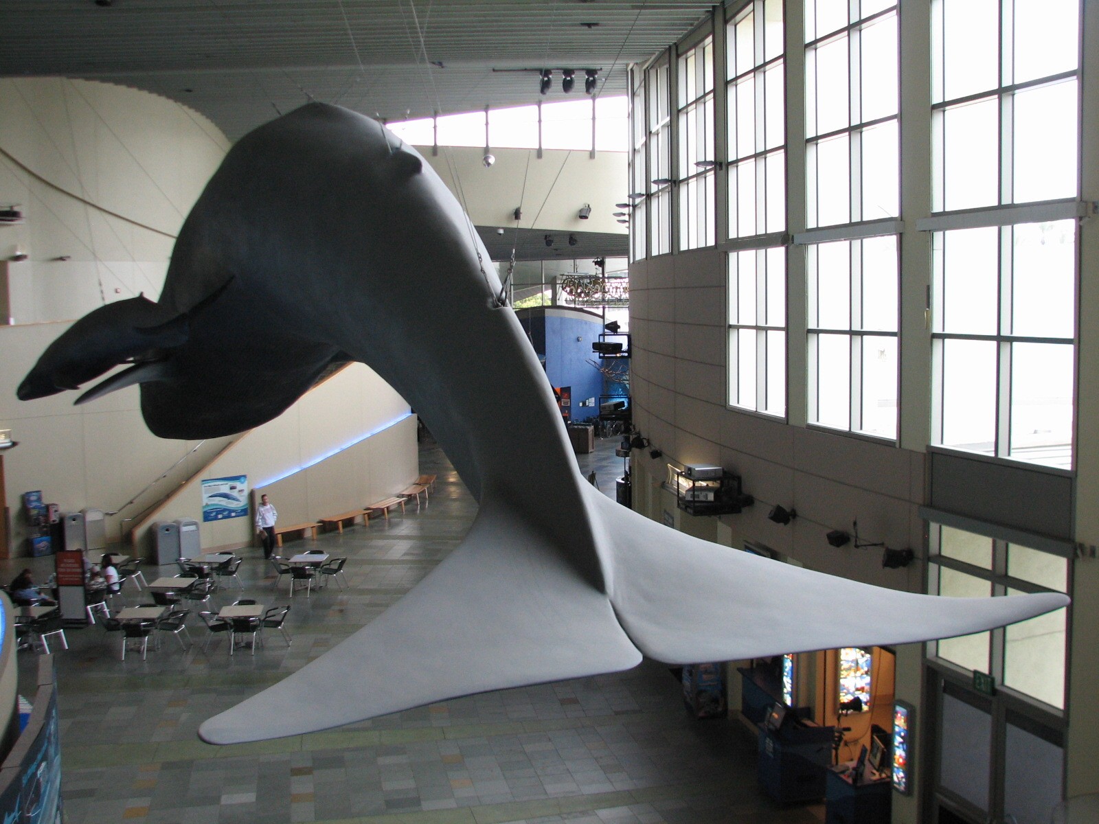 Great Hall of the Pacific - Blue Whale Model
