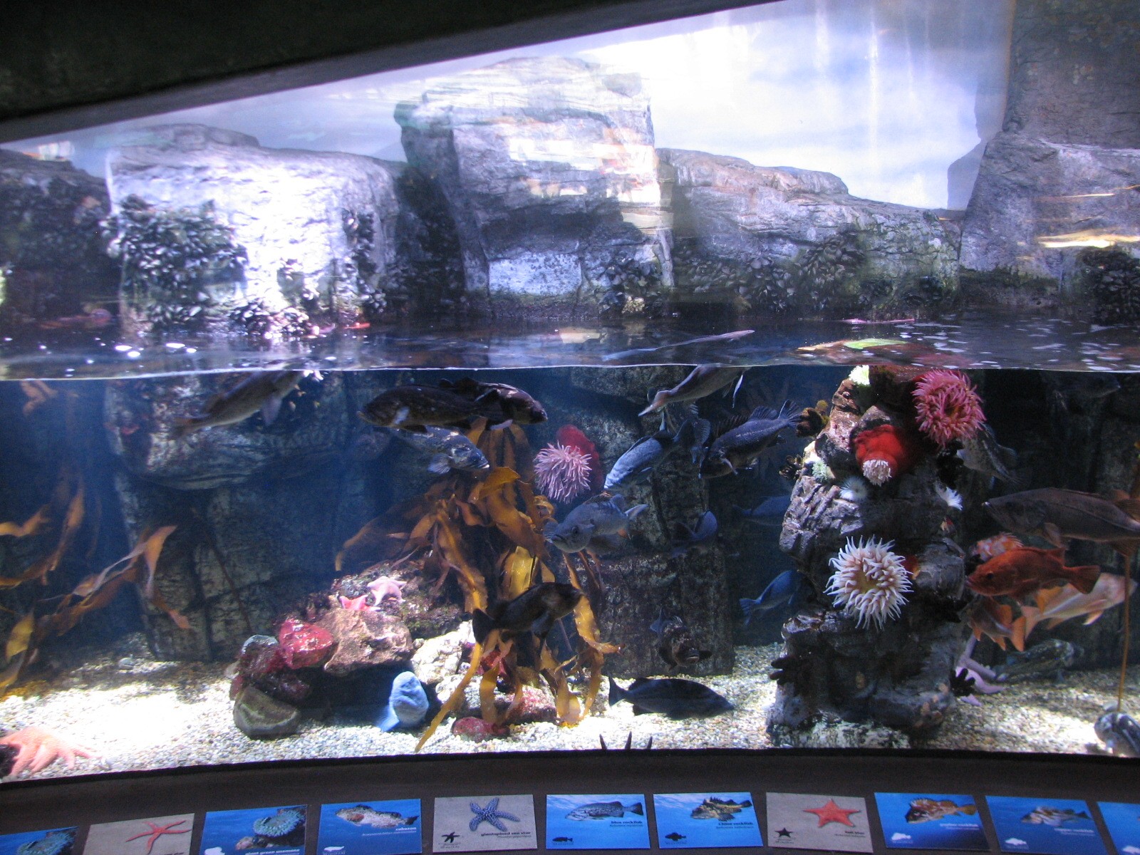 Great Hall of the Pacific - Northern Pacific Preview