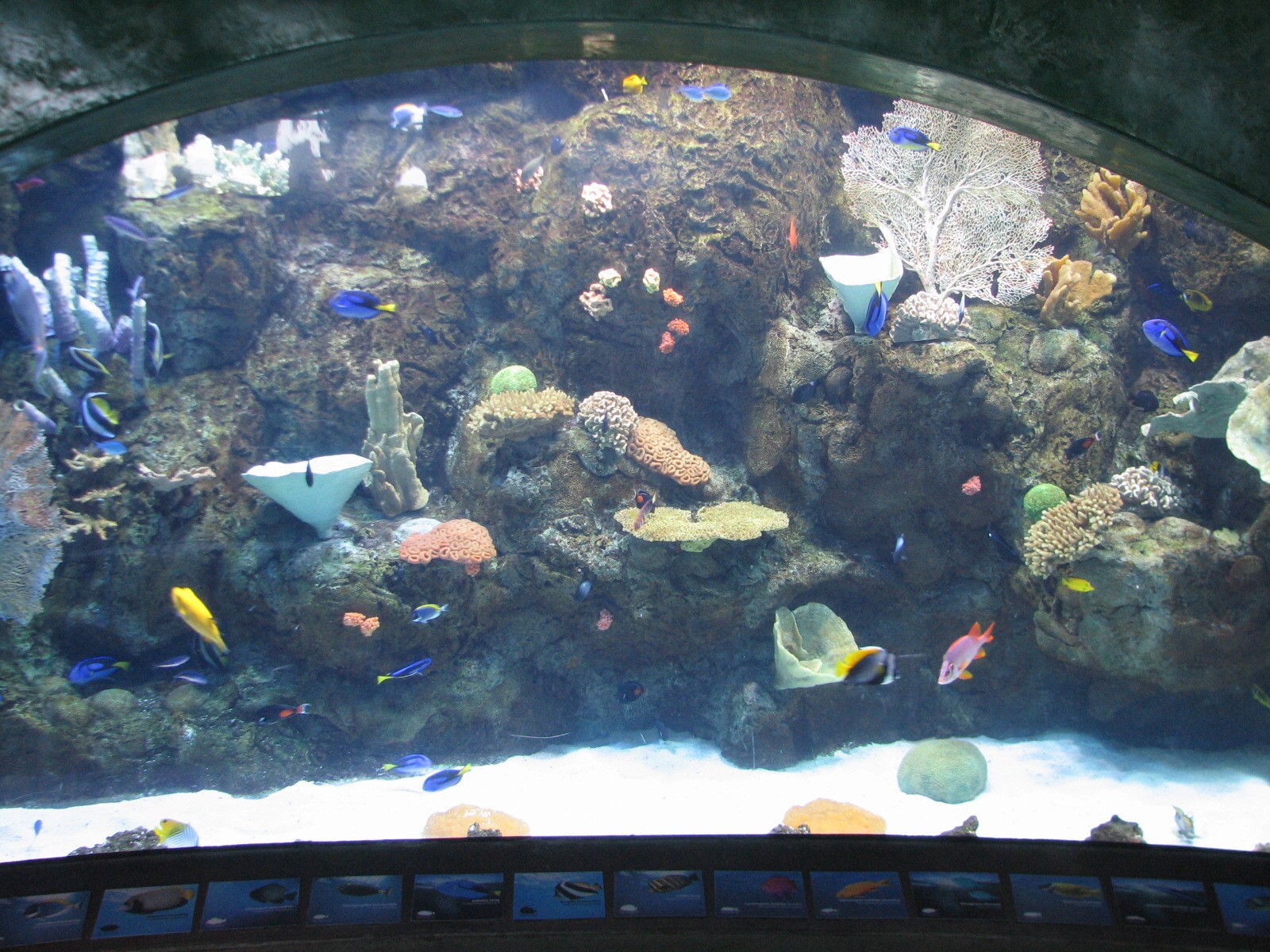 Great Hall of the Pacific - Tropical Pacific Preview