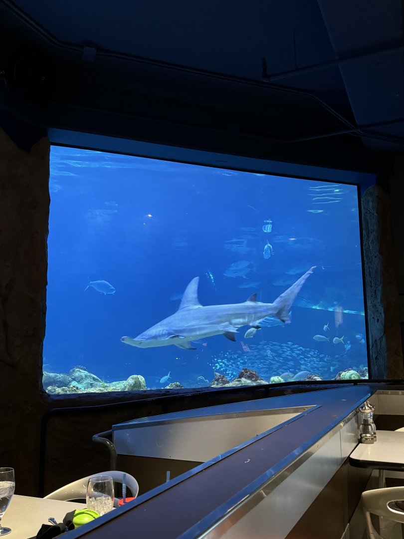 Great Hammerhead, shark aquarium restaurant view