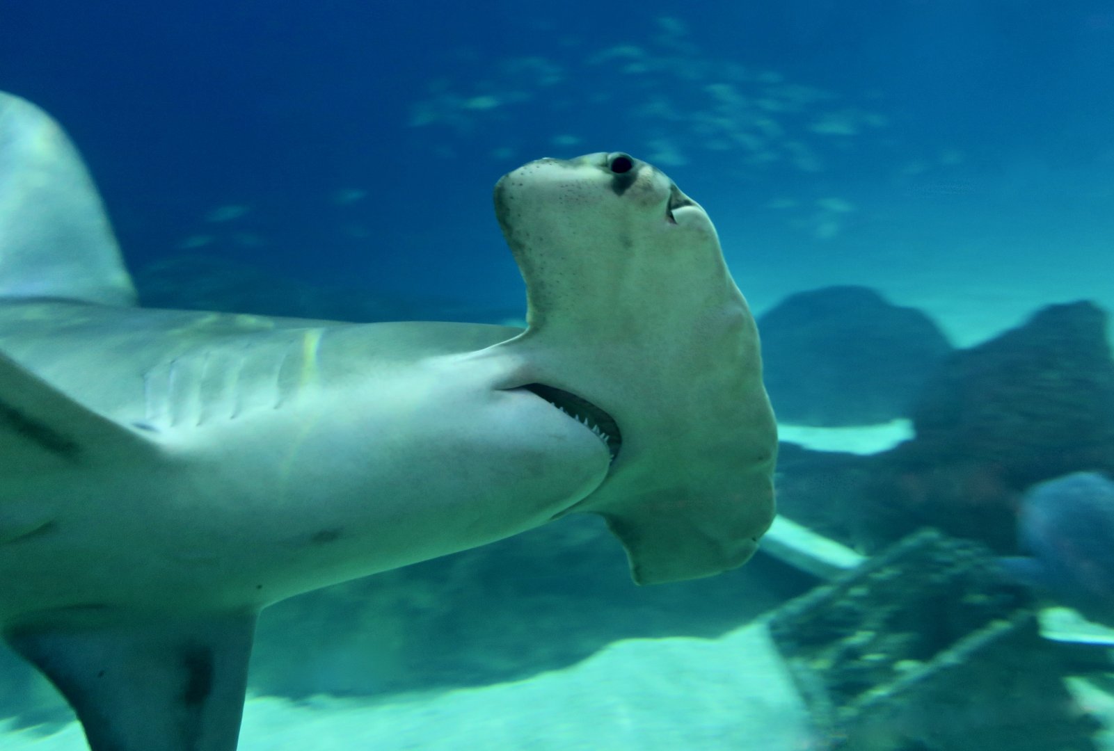 Great Hammerhead Shark (Sphyrna mokarran) "Anchor"