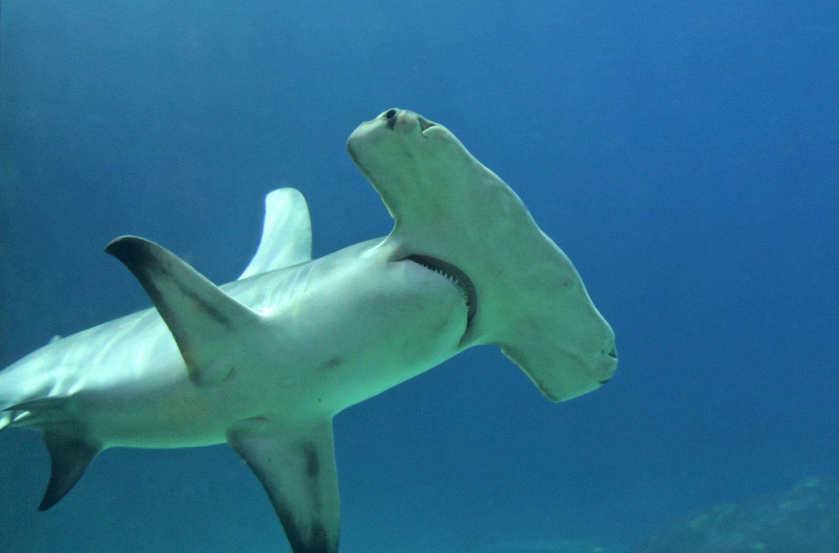 Great Hammerhead Shark (Sphyrna mokarran) "Anchor"