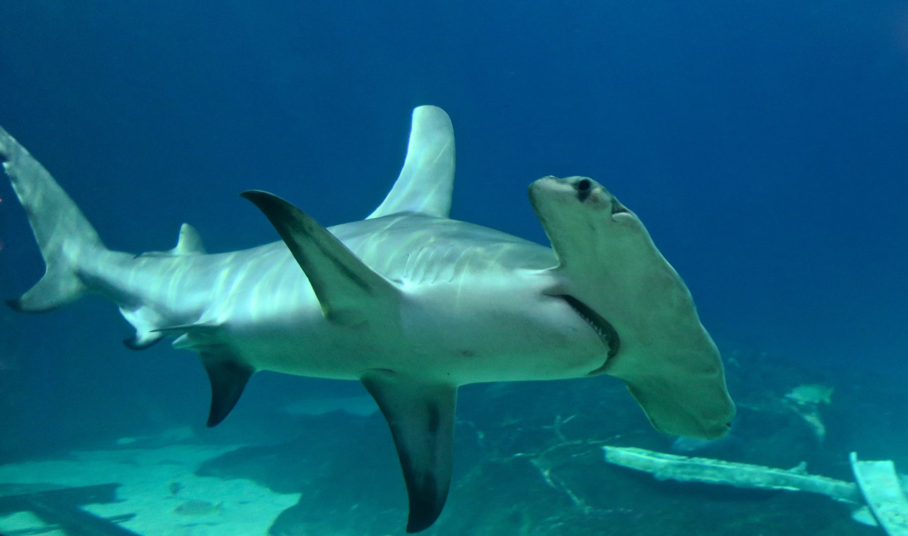 Great Hammerhead Shark (Sphyrna mokarran) "Anchor"