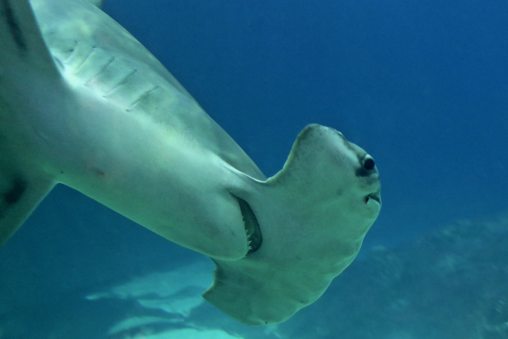 Great Hammerhead Shark (Sphyrna mokarran) "Anchor"