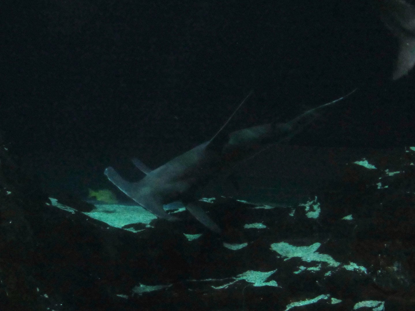 Great Hammerhead Shark, Waldo