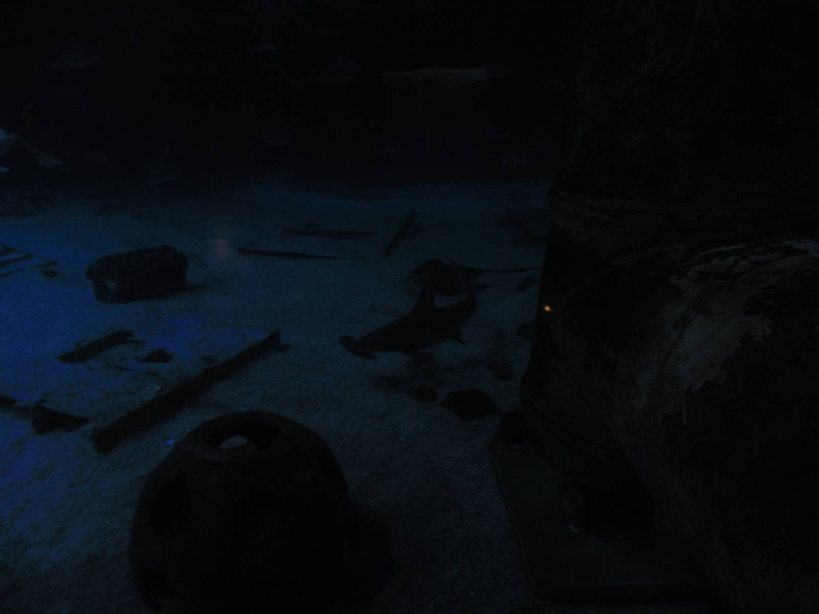 Great Hammerhead Shark