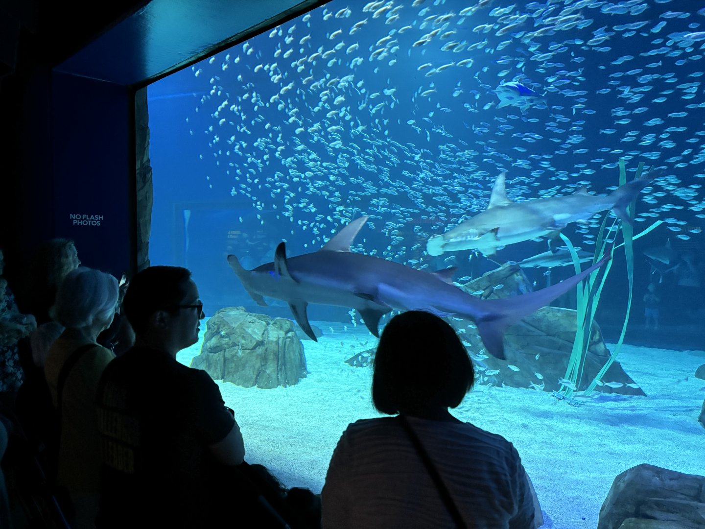 Great Hammerhead Shark