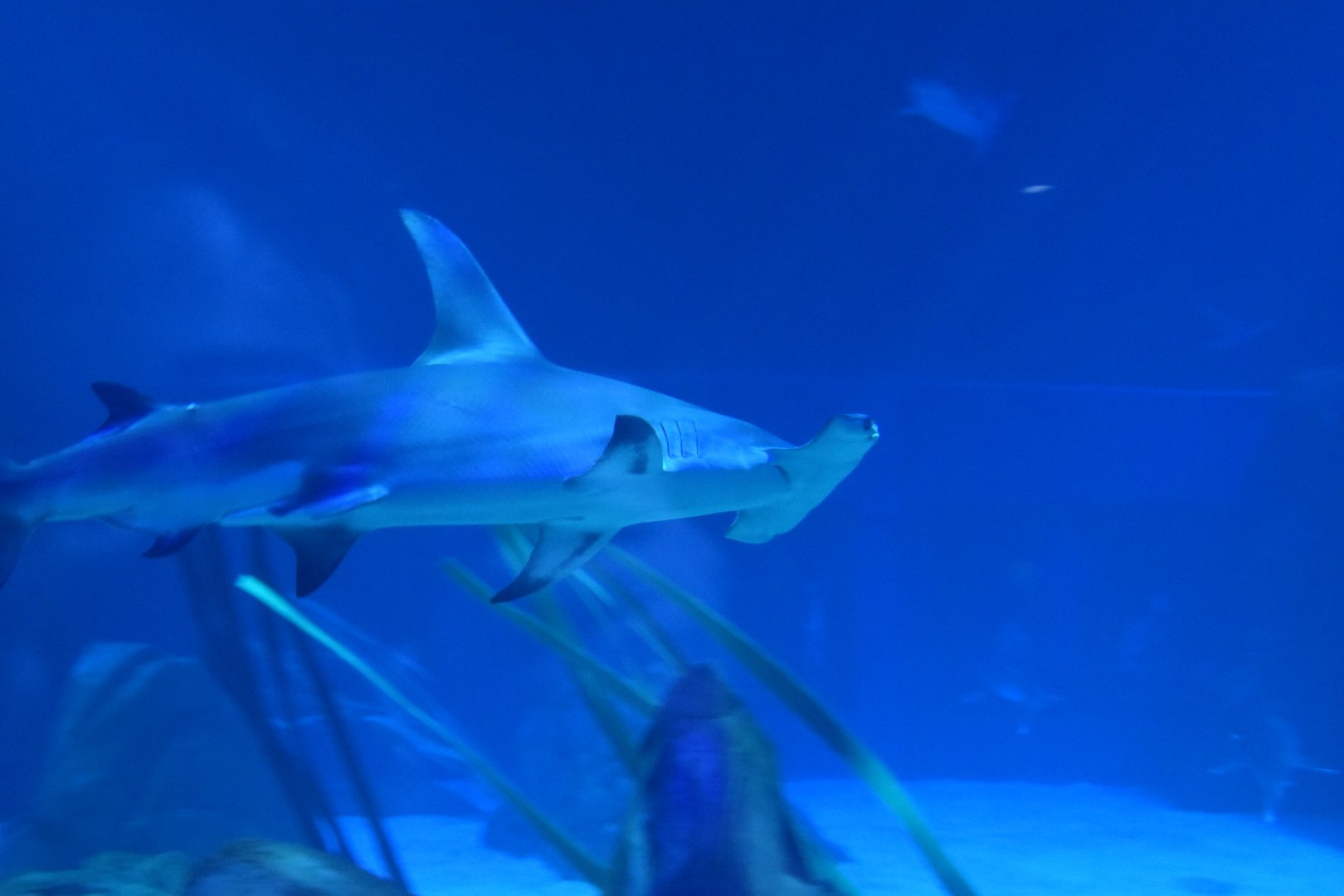 Great Hammerhead Shark