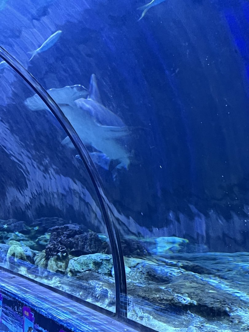 Great Hammerhead Shark