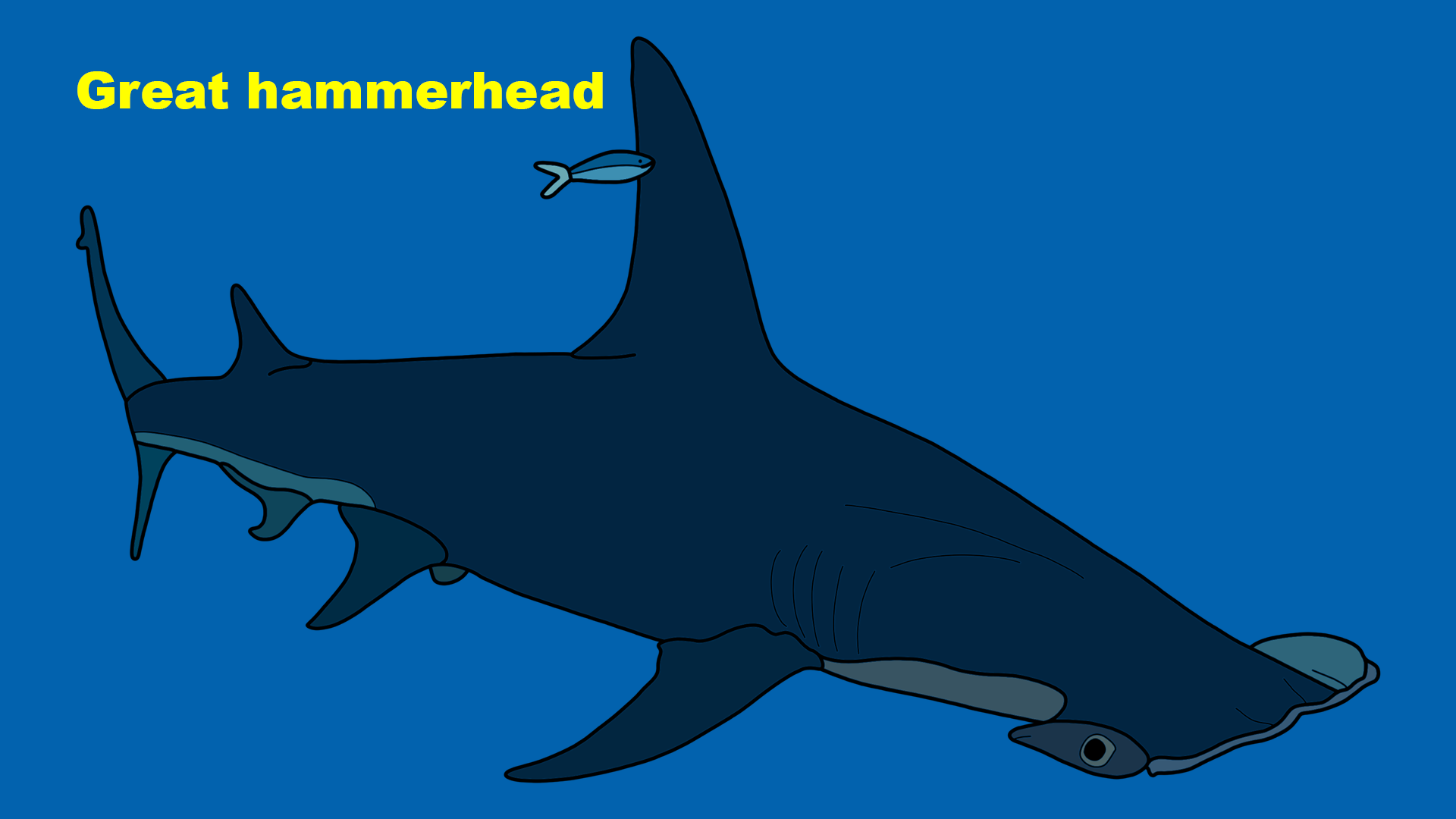 Great hammerhead (Sphyrna mokarran)