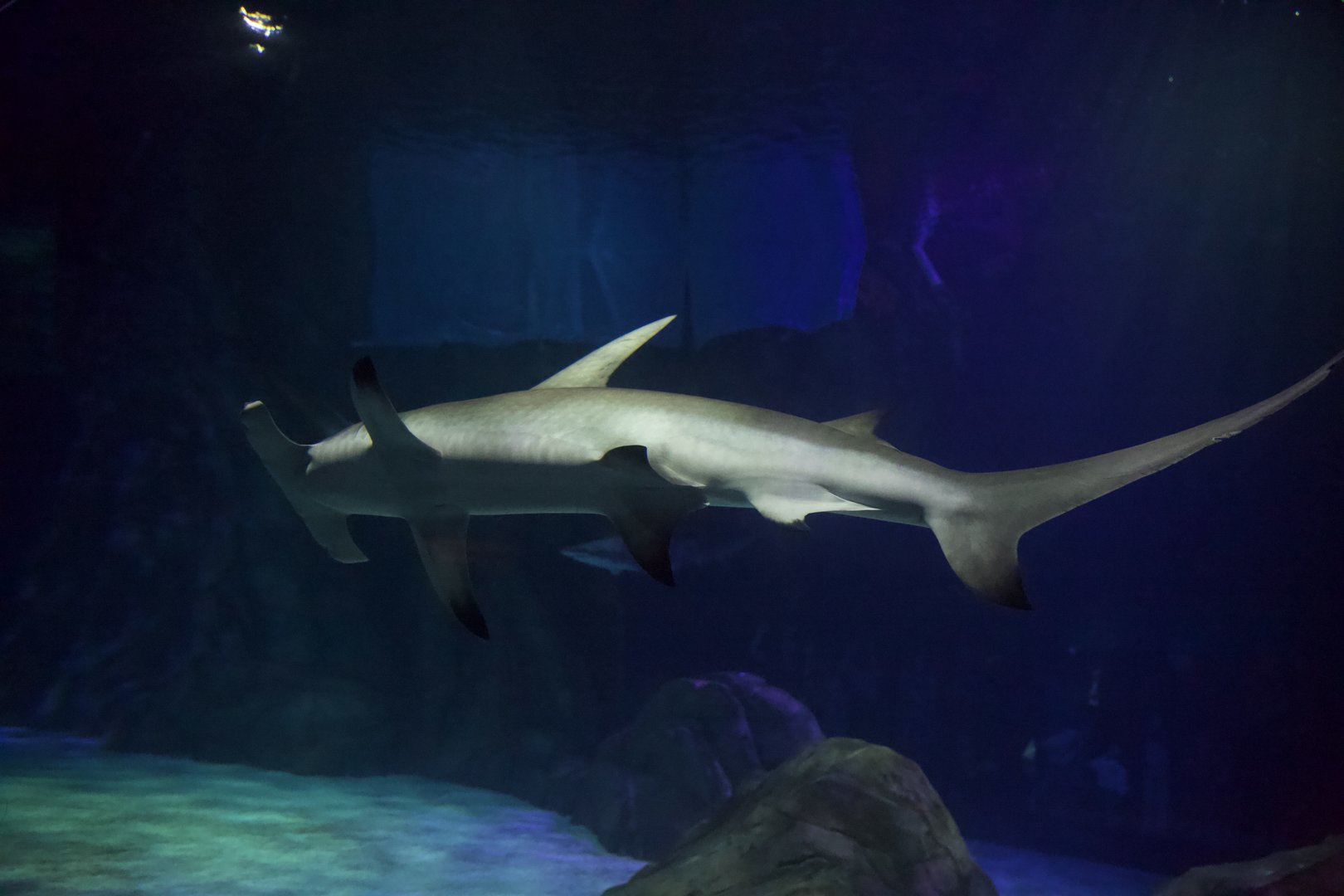 Great Hammerhead/ Sphyrna mokarran