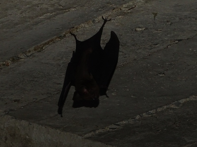 Great Himalayan leaf-nosed bat (Hipposideros armiger)