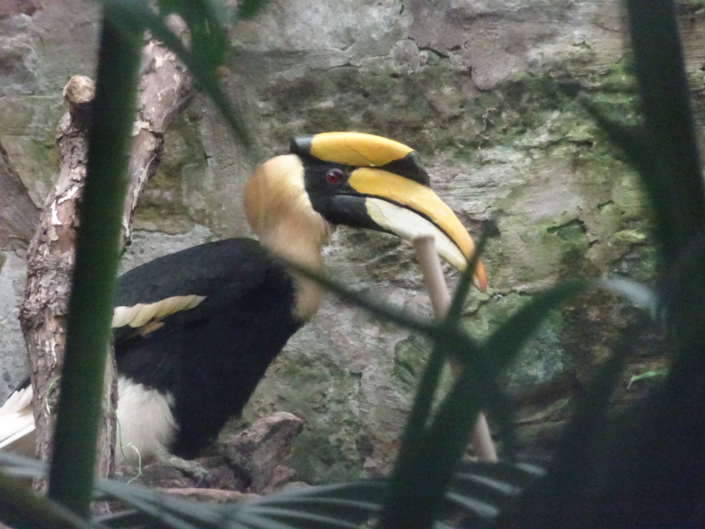 Great Hornbill  23 August 2025
