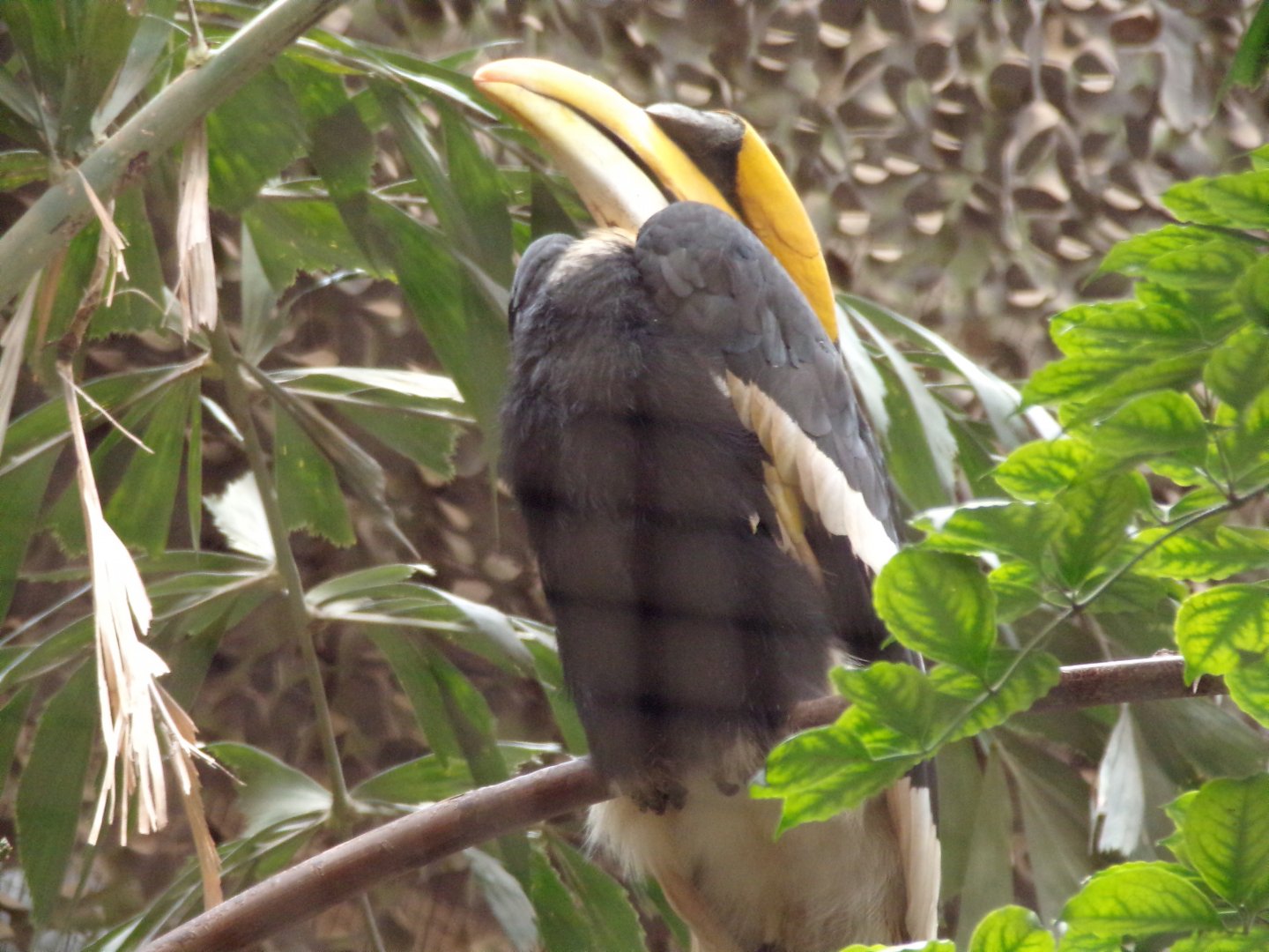 Great hornbill 29.6.24