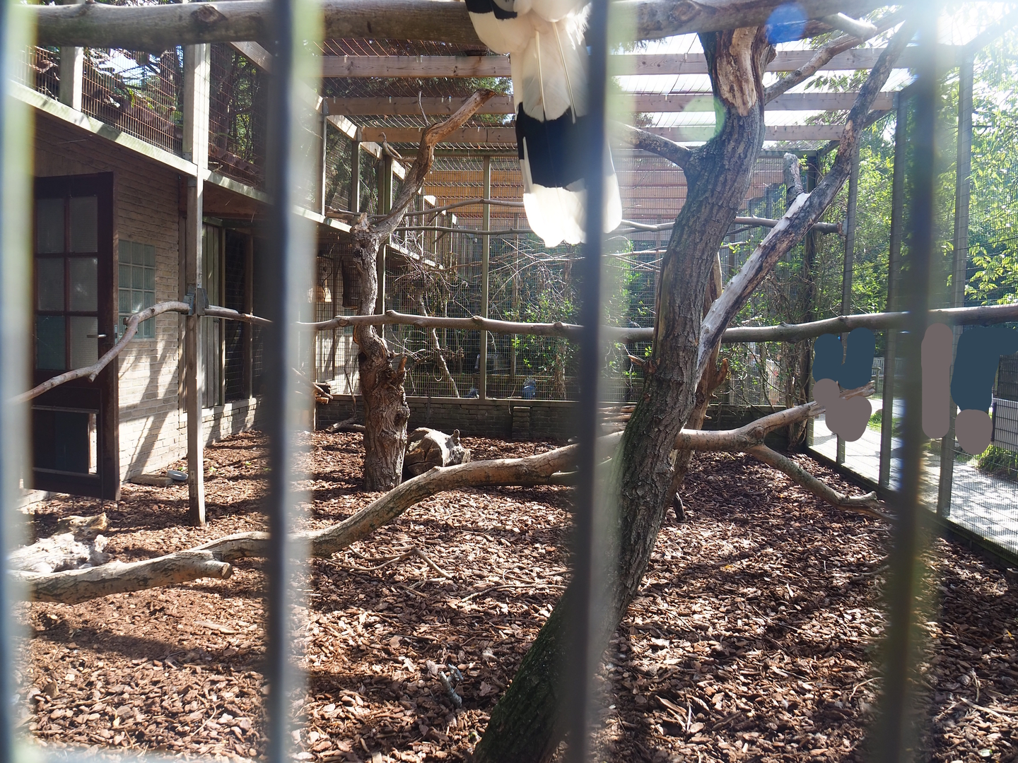 Great hornbill and Himalayan monal pheasant aviary, 2022-08-28