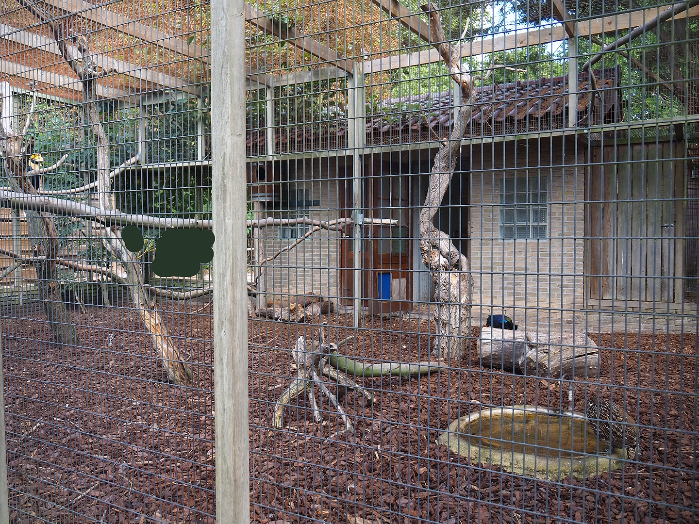 Great hornbill and Himalayan monal pheasant aviary, 2022-08-28