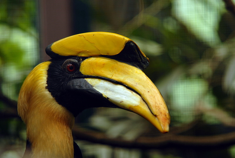 Great Hornbill at Walsrode