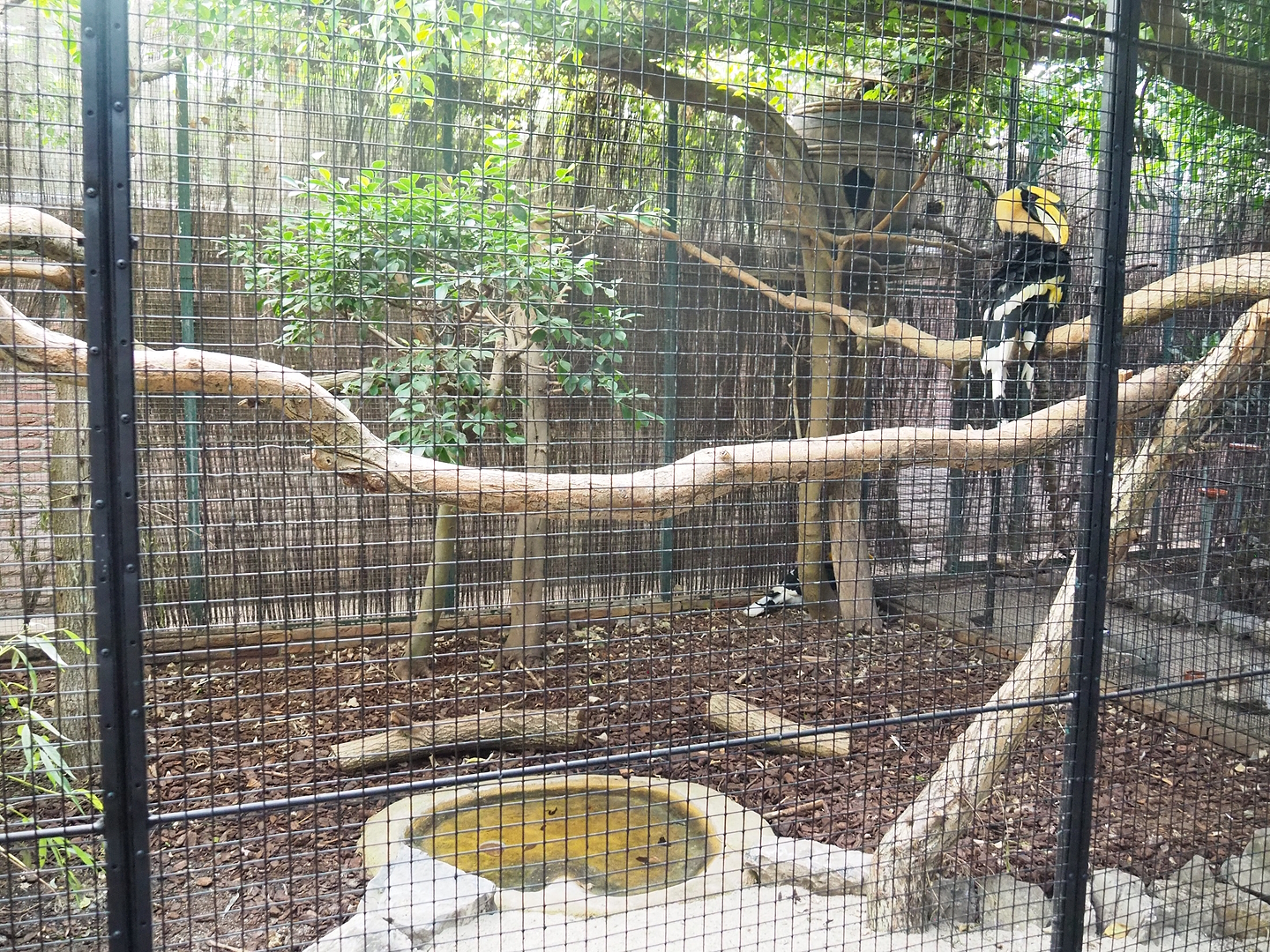 Great hornbill aviary, 2022-08-28