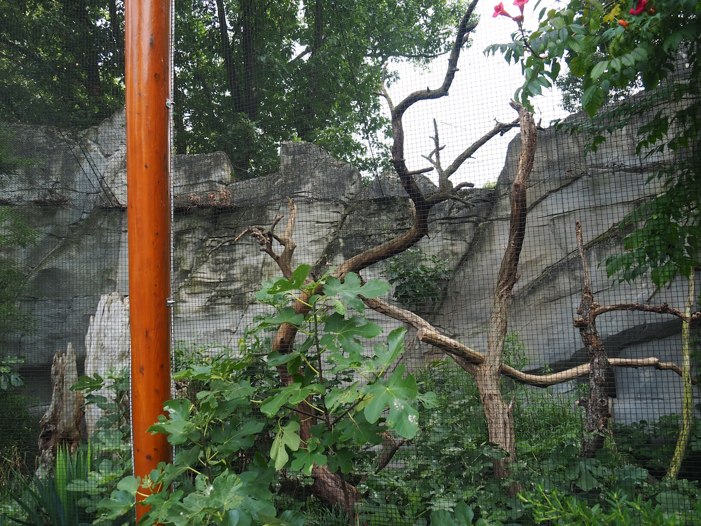 Great hornbill aviary, 2023-08-17