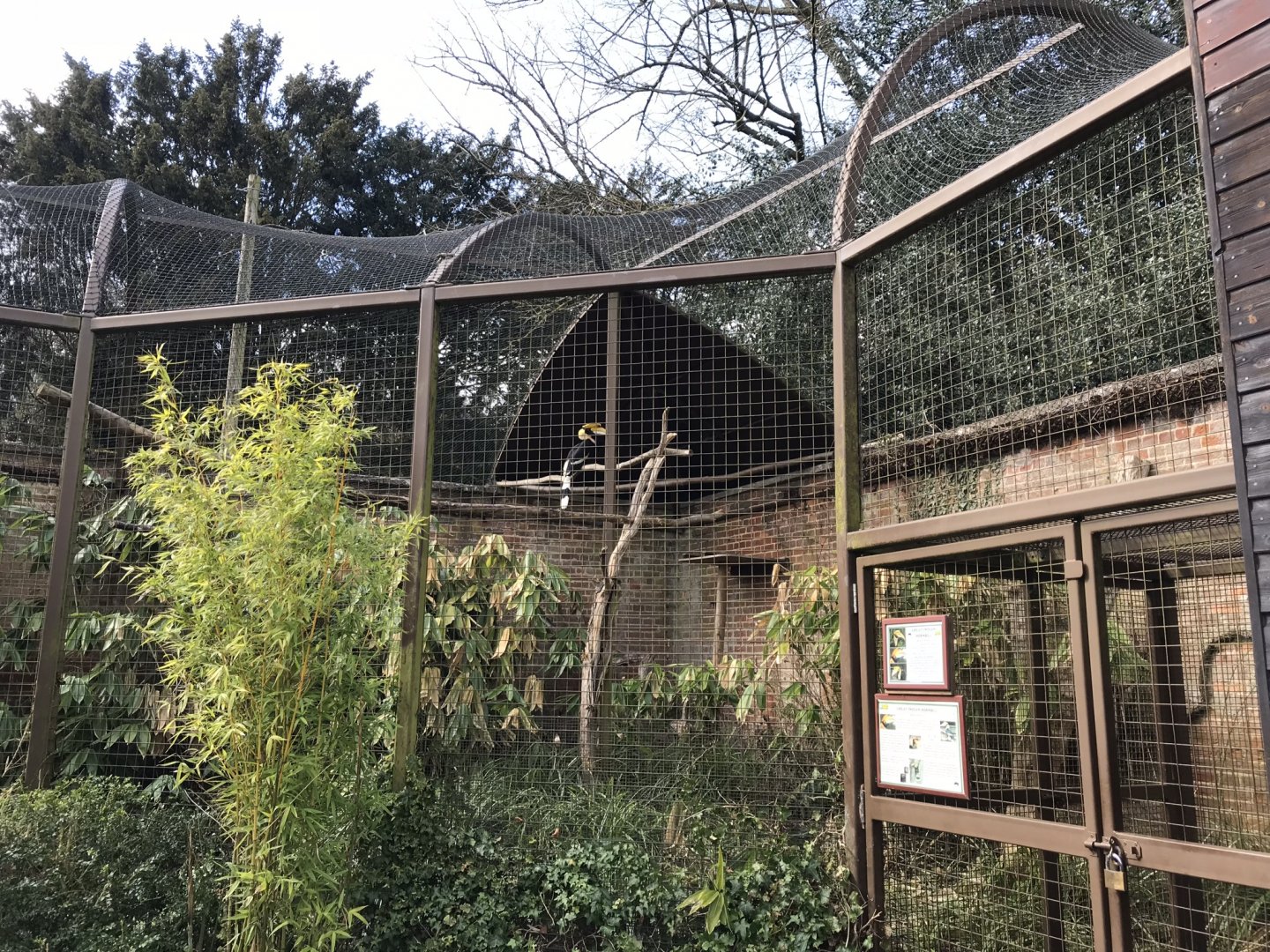 Great hornbill aviary 250318