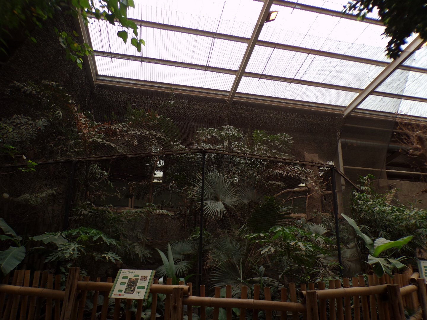 Great hornbill aviary in elephant house 29.6.24