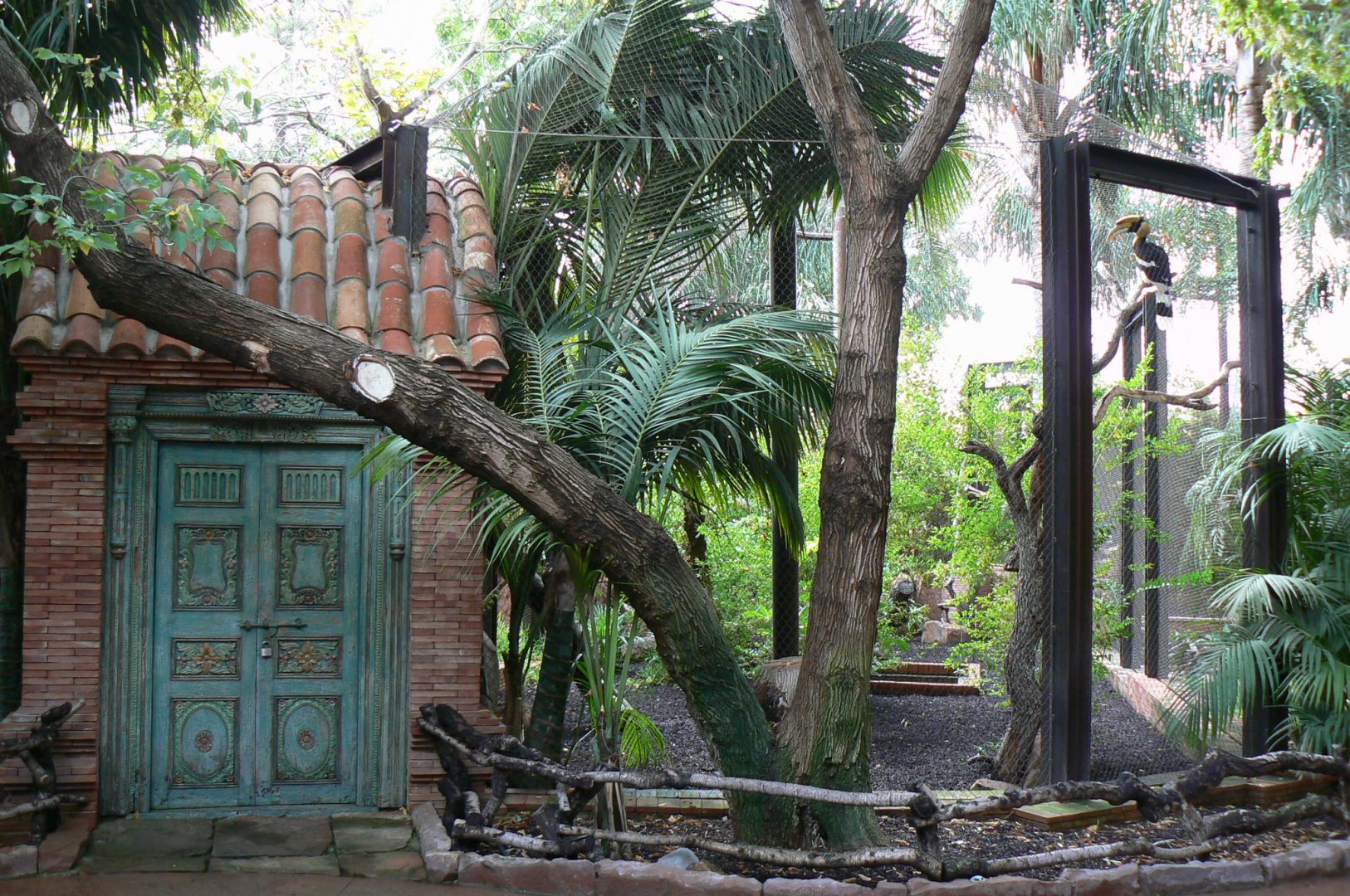 Great hornbill aviary