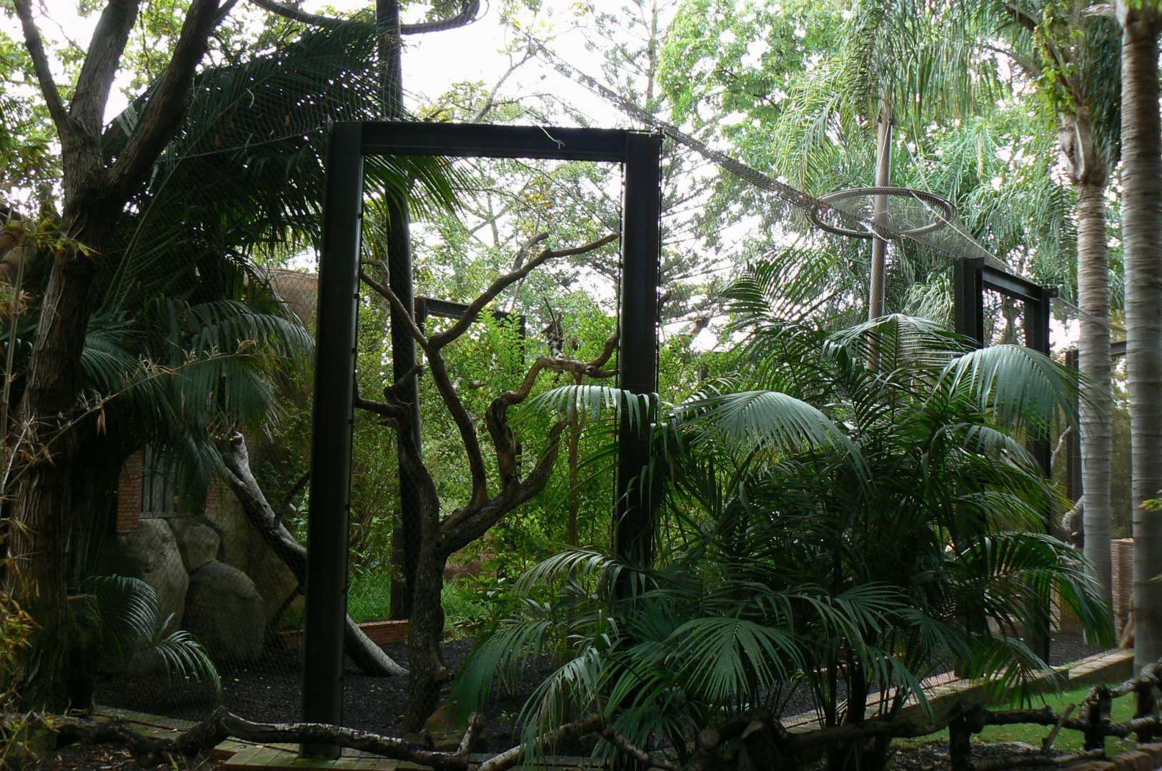 Great hornbill aviary