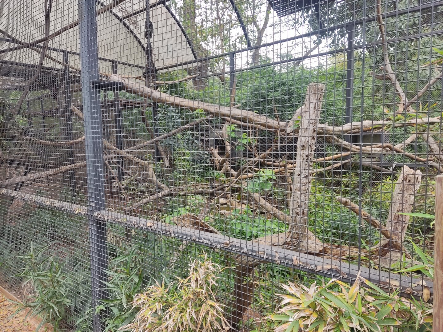 Great Hornbill aviary