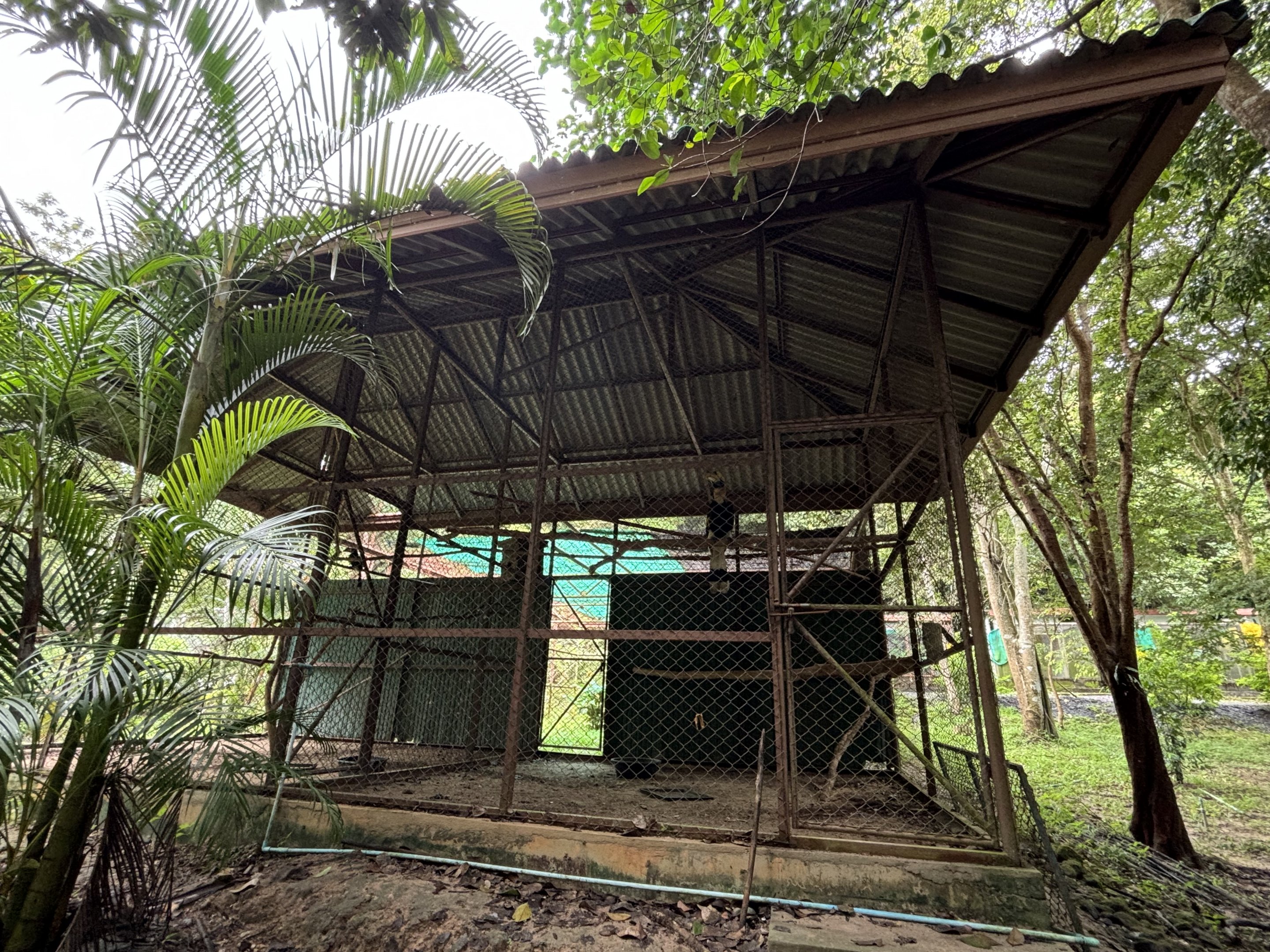 Great Hornbill Aviary