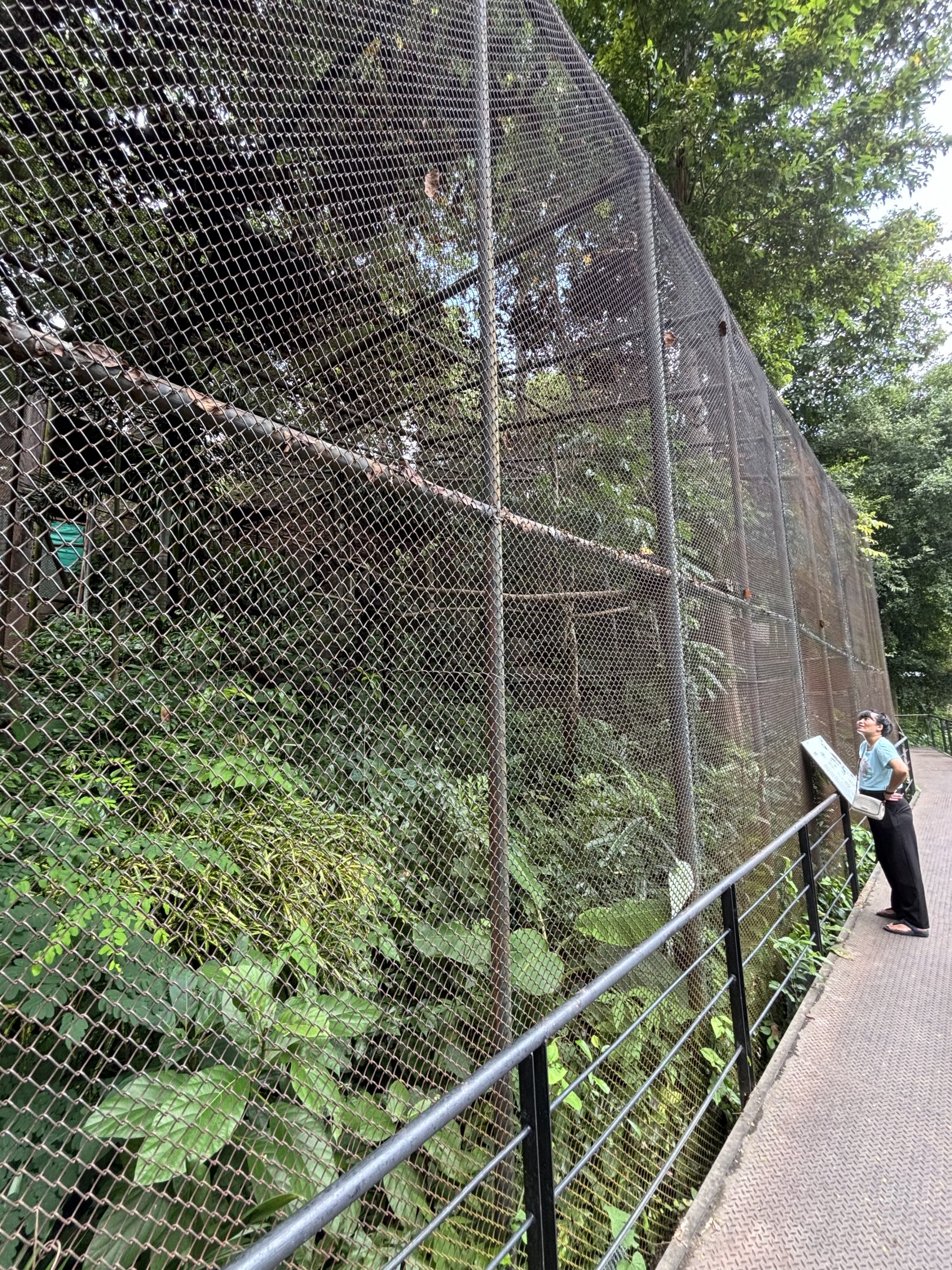 Great Hornbill Aviary