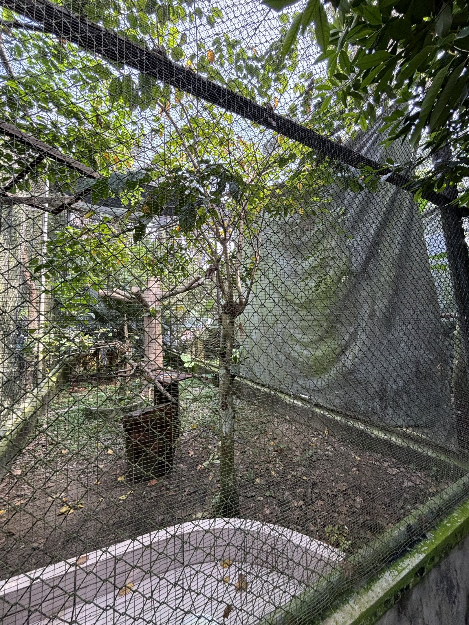 Great Hornbill Aviary