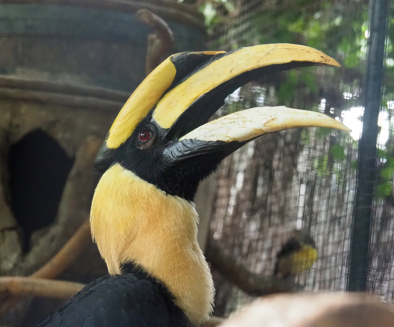 Great hornbill (Buceros bicornis), 2022-08-28