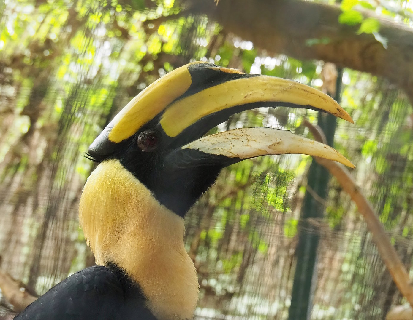 Great hornbill (Buceros bicornis), 2022-08-28