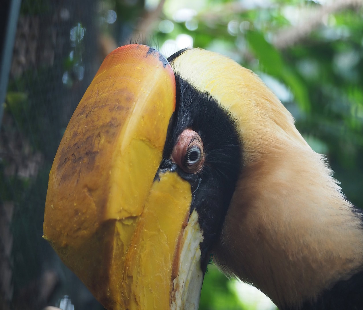 Great hornbill (Buceros bicornis), 2022-08-28