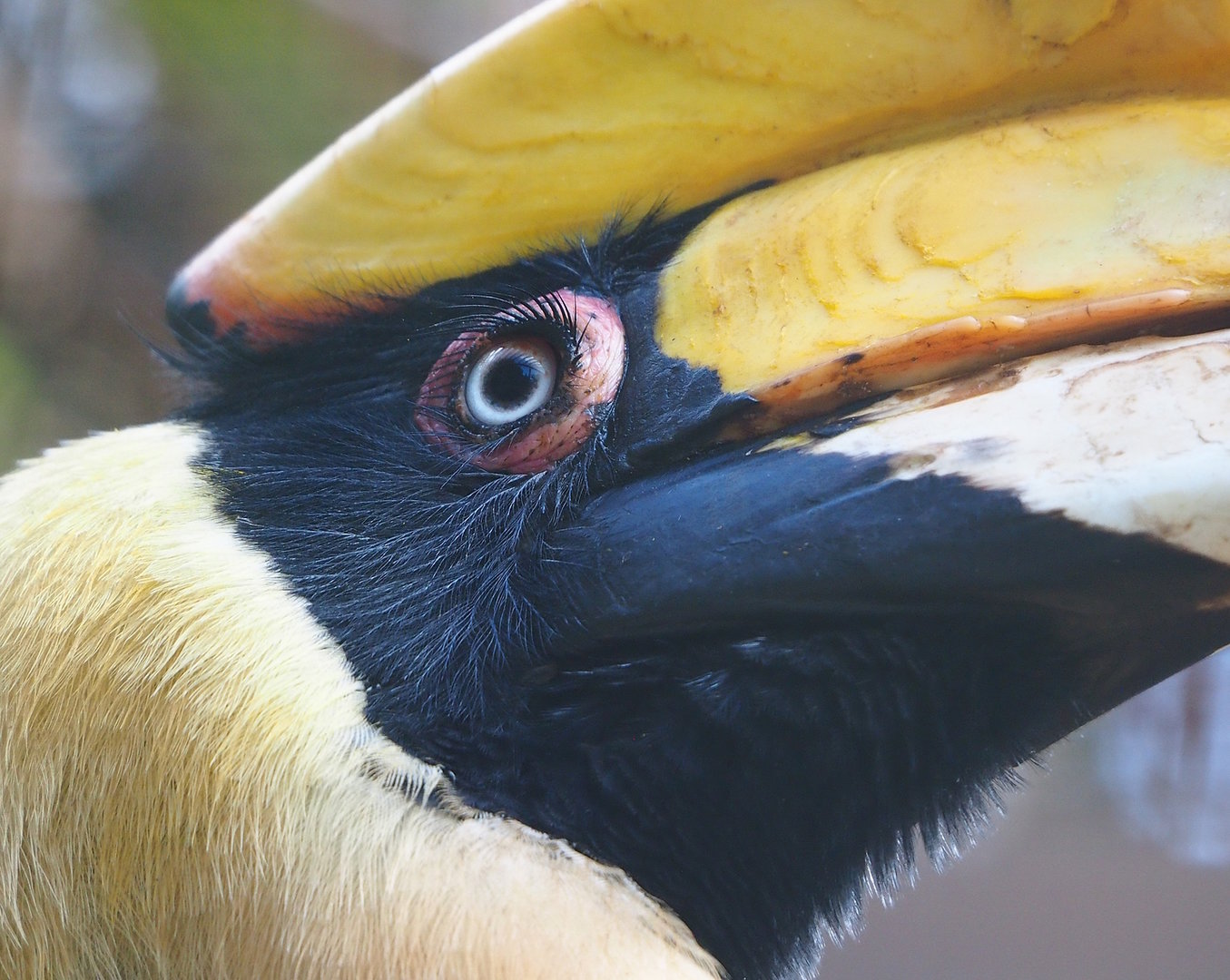 Great hornbill (Buceros bicornis), 2022-08-28