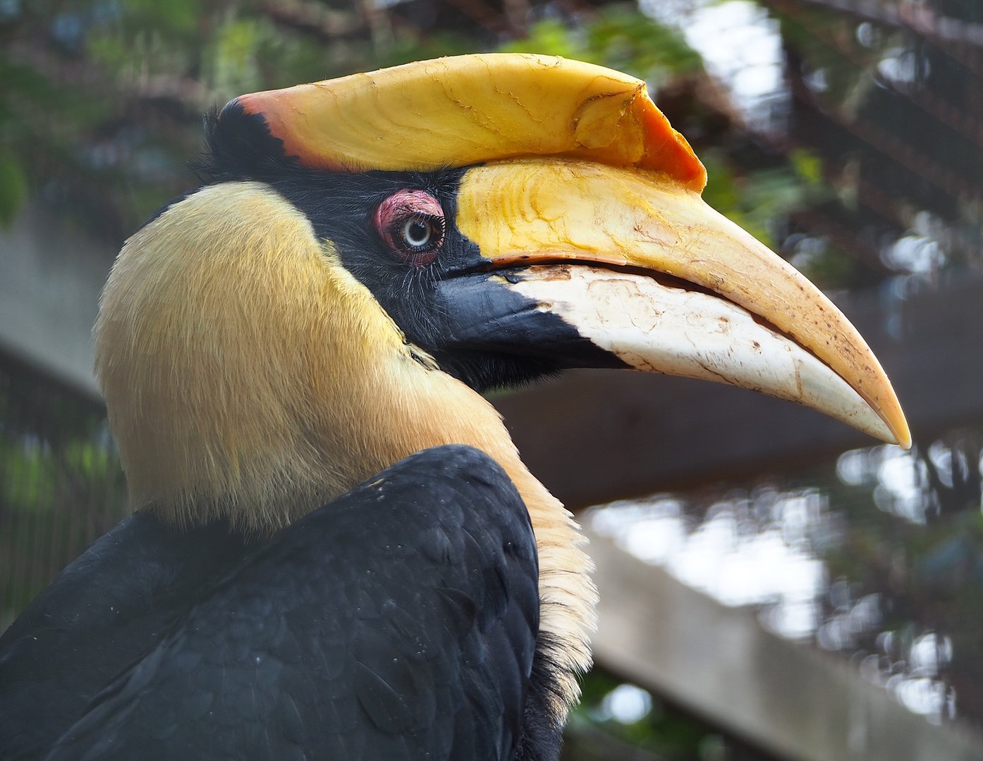 Great hornbill (Buceros bicornis), 2022-08-28