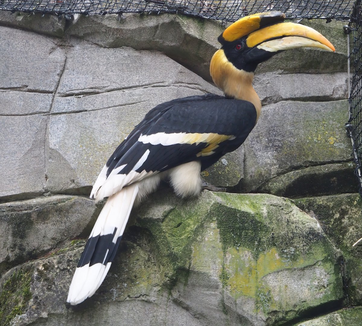 Great hornbill (Buceros bicornis), 2023-08-17