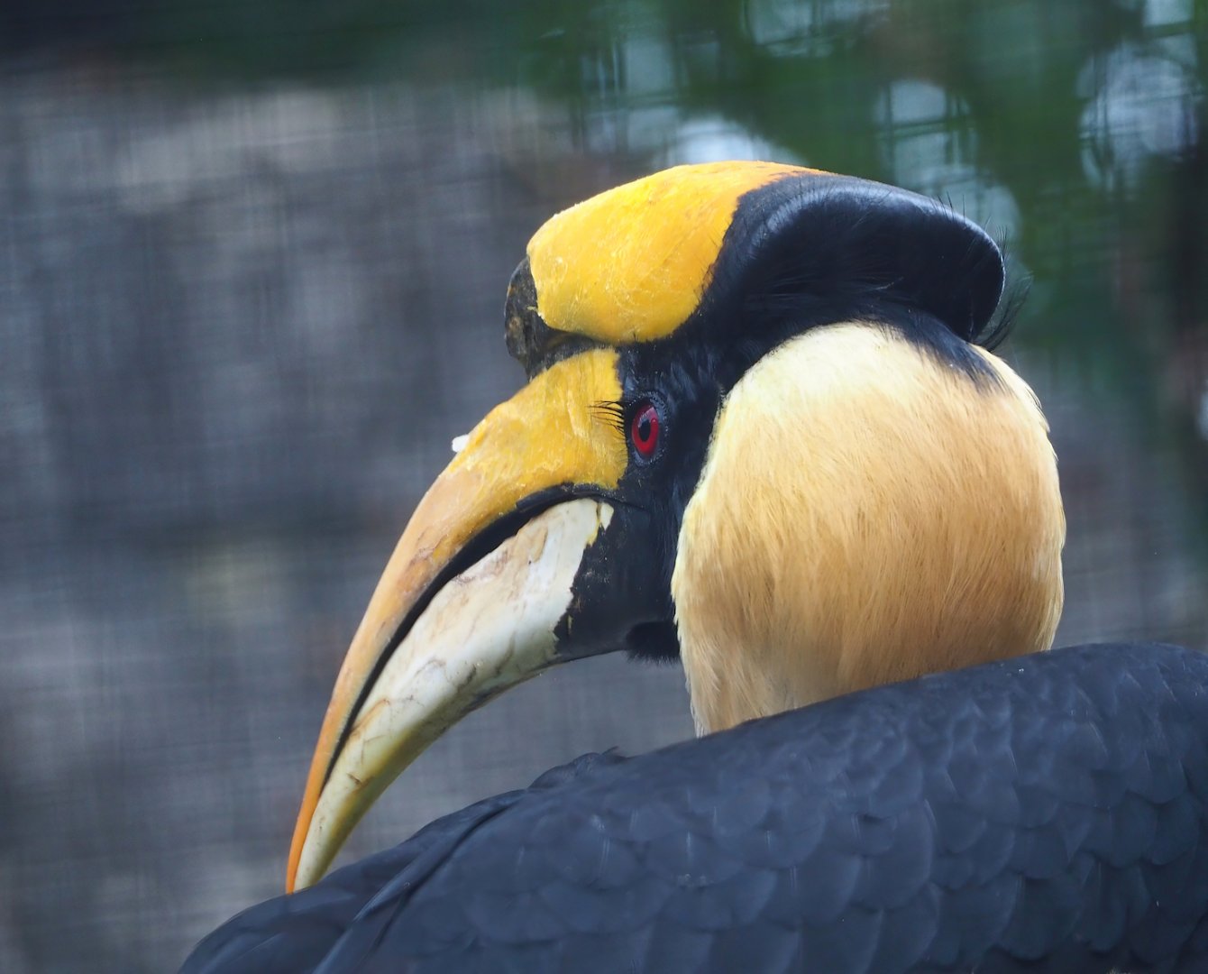 Great hornbill (Buceros bicornis), 2023-08-17