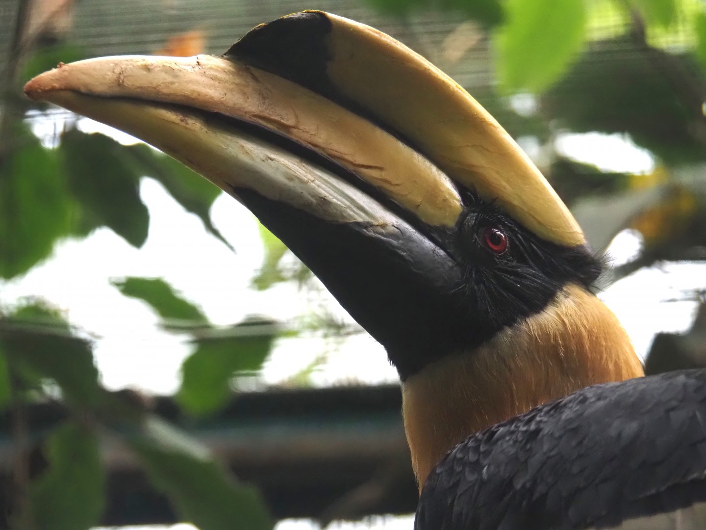 Great hornbill (Buceros bicornis), 2024-05-22